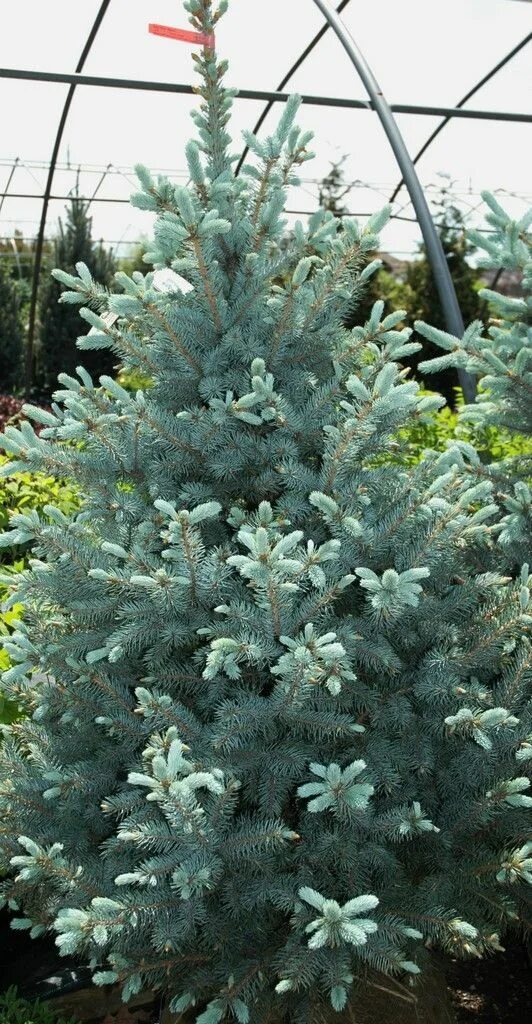 Picea pungens "Baby Blue Eyes" - ель колючая. Ель колючая Беби Блю айс. Ель голубая бэби Блю. Ель голубая Picea pungens. Ель блю айс