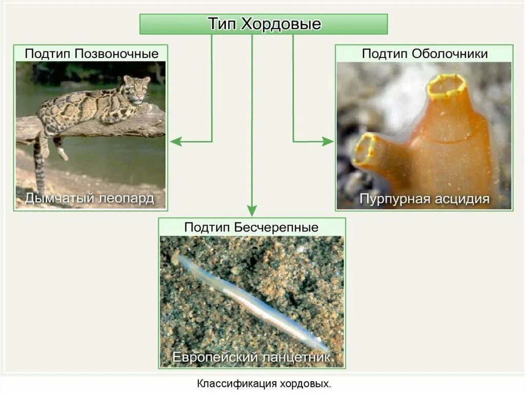 Позвоночные относятся к типу хордовые. Классификация хордовых. Подтипы хордовых. Чип Хордовые Бесчерепные , оболочки ,позвоночные. Тип Хордовые оболочники Бесчерепные.