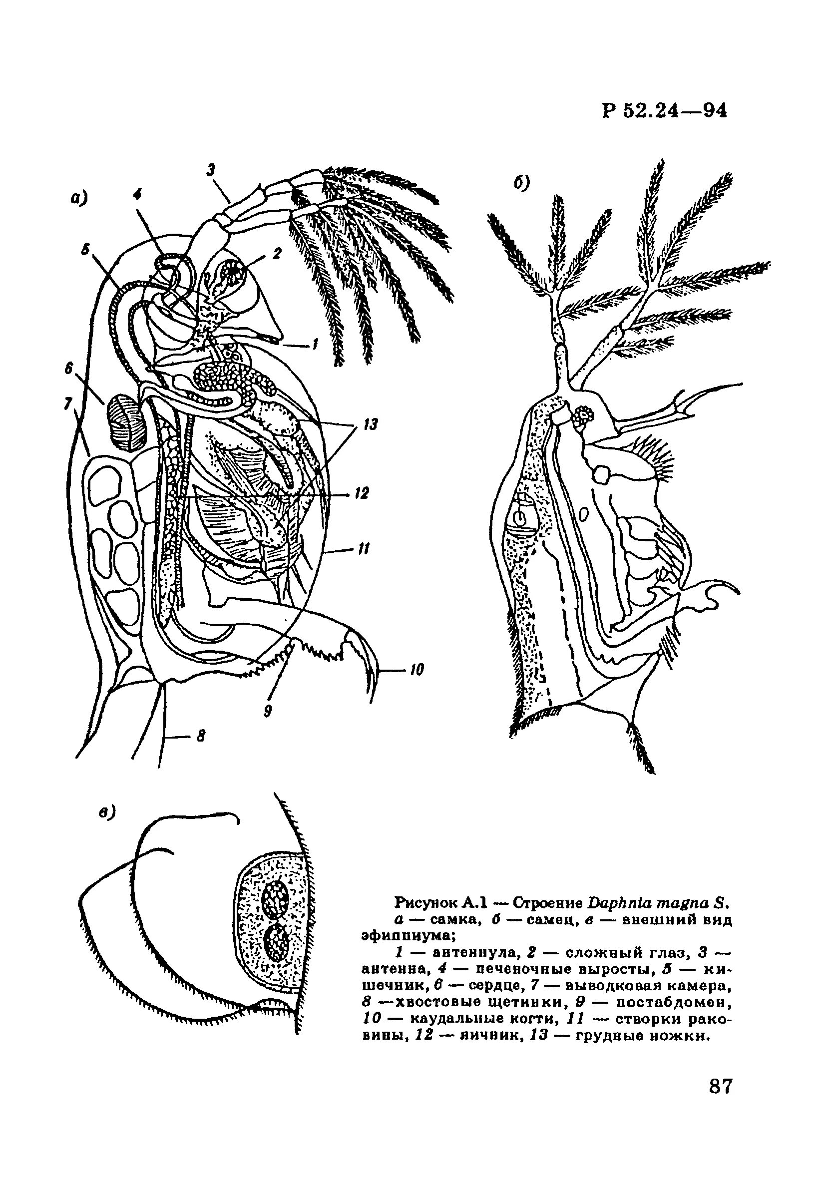 Строение самки дафнии. Строение дафнии схема. Daphnia pulex строение. Внешнее и внутреннее строение дафнии.