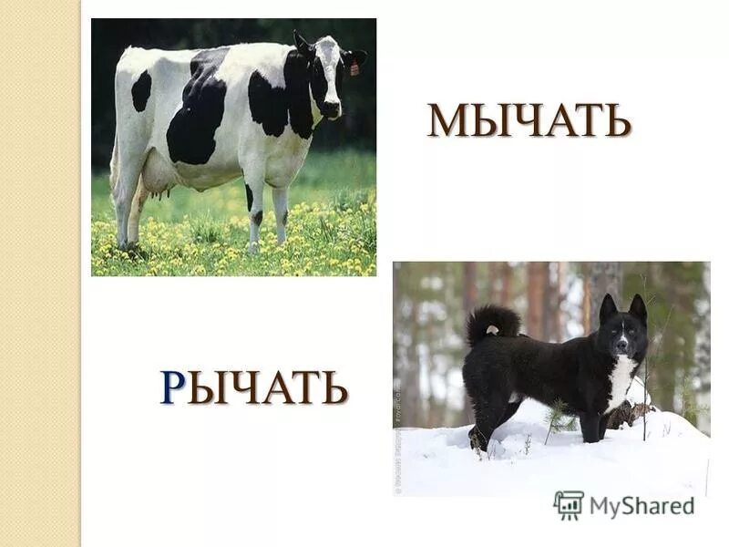 Хочу и мычу. Хочу и мычу
