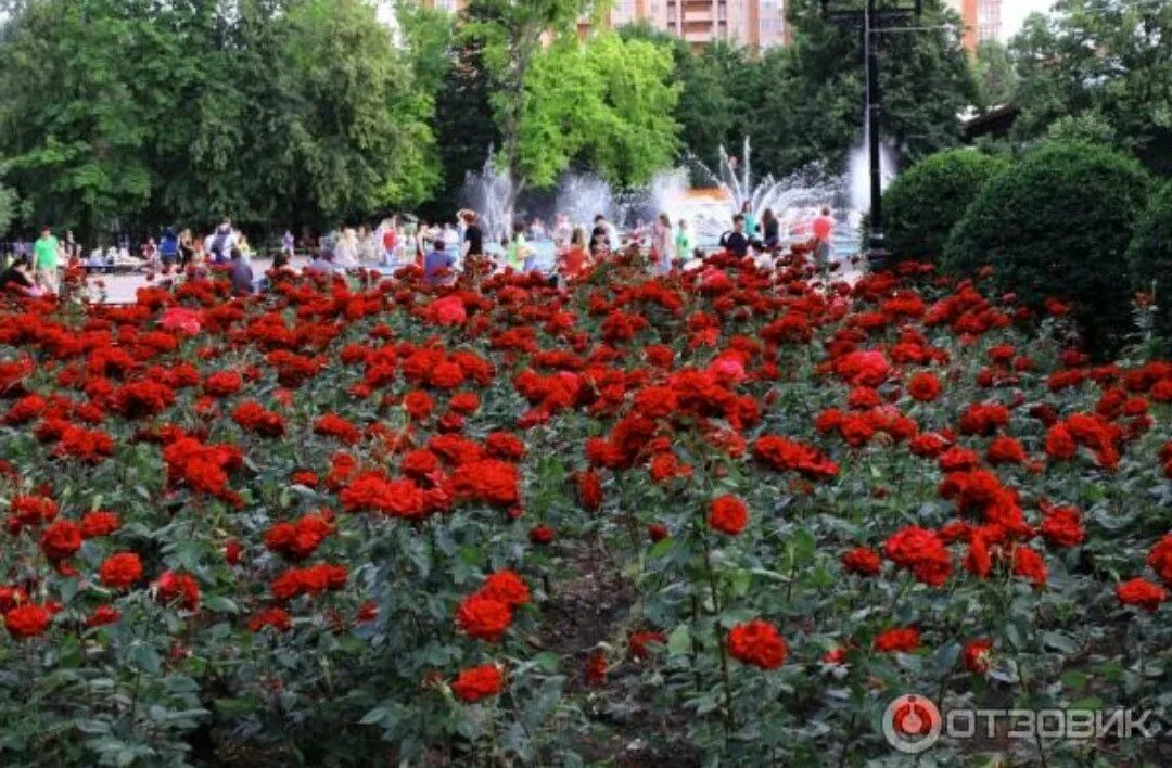 Сколько стоят розы в ростове. Аллея роз Ростов на Дону. Парк аллея роз Ростов. Розы в Ростове на Дону аллея роз. Парк аллея роз Ростов на Дону фото.