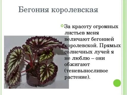 Бегония рассказ