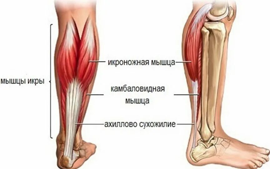 Болит икра на ноге причины и лечение. Танзенит ахилового сухожилия. Медиальная головка икроножной мышцы анатомия. Ахиллово сухожилие и икра. Камбаловидная мышца (m.Soleus).