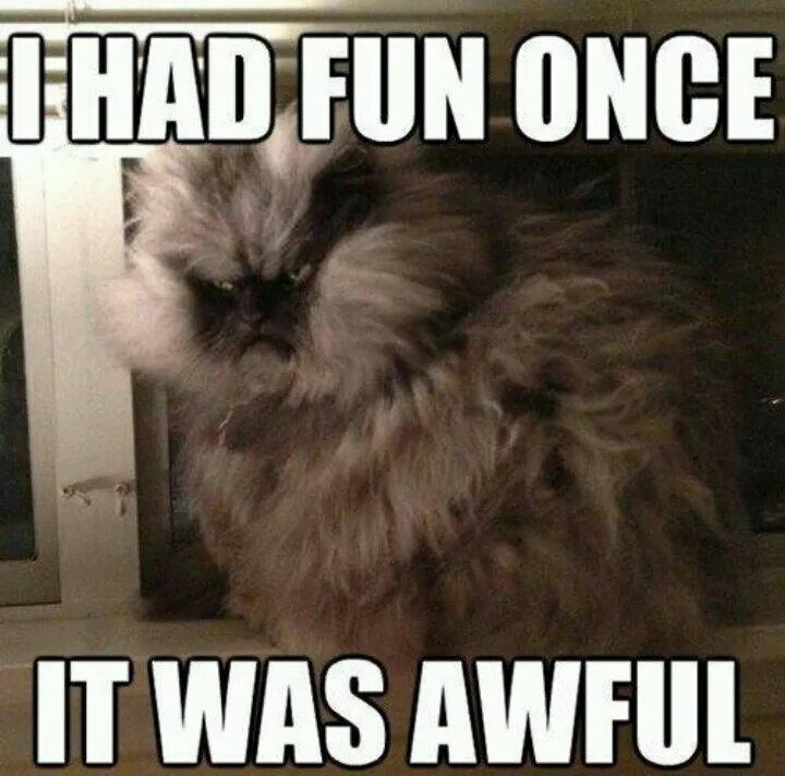 I had fun once it was awful. I had fun once it was awful Colonel Meow. Объявление про кота. Once it starts