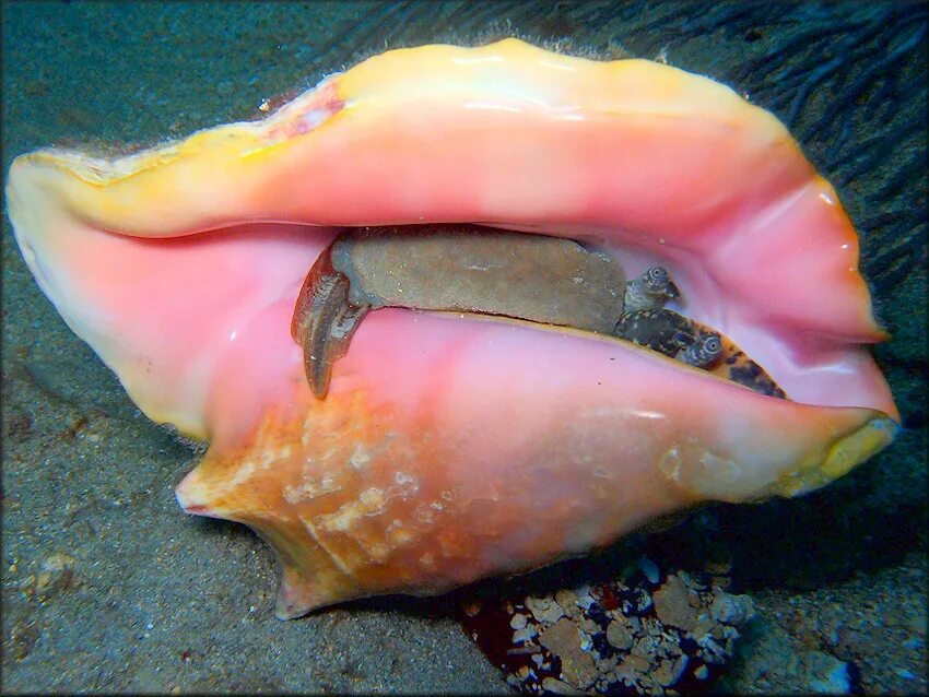 Форма половых губ ракушка фото. Стромбус Гигас. Королевский Стромбус моллюск. Королевский кубинский Стромбус. Стромбус Гигас раковина.