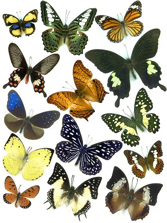 Разнообразие бабочек. Разные бабочки. Название бабочек. Расцветки бабочек.