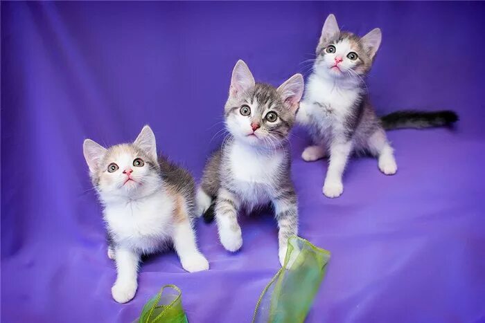 малышка котик. красивые малышки котики. котенок пятнышко (23 см). котёнок малышок. маленькие котята пушистые.