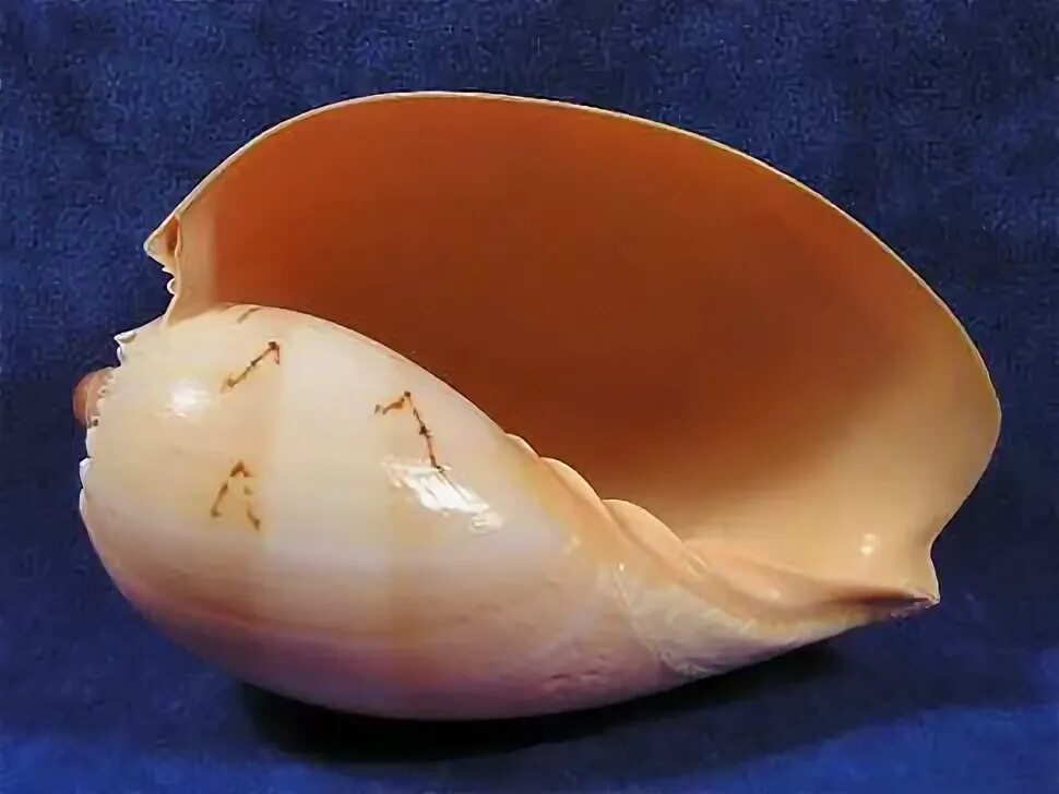 Big shell