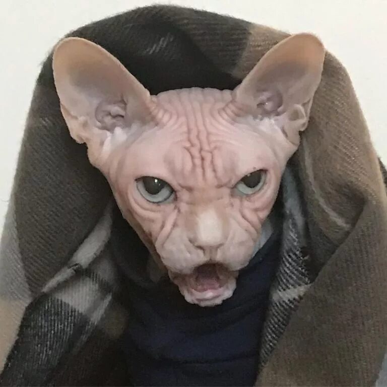 Лысые коты мальчики. Донской сфинкс полосатый браш. Сфинкс (порода кошек). Лысые коты мальчики. Лысые коты мальчики.