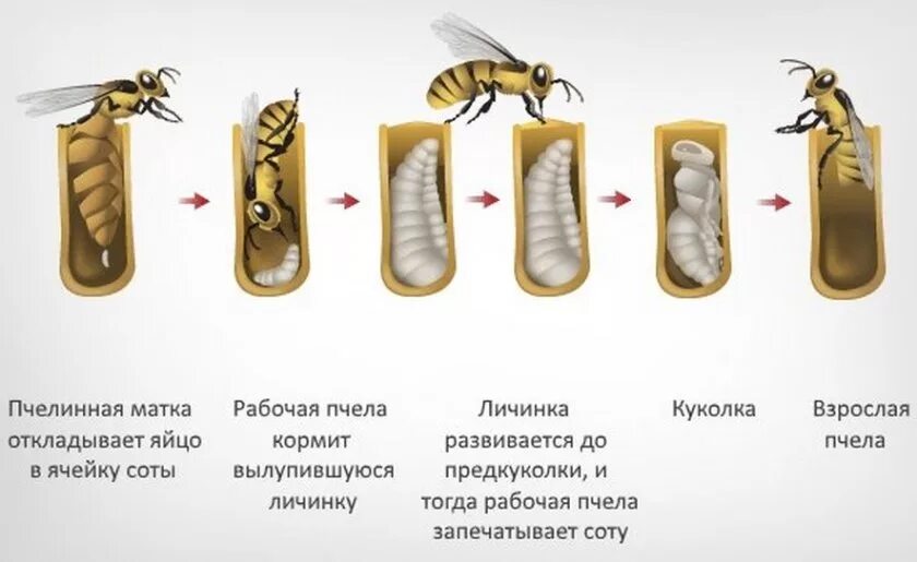 Стадии развития медонной пяеры. Стадии развития медоностной пчел. Цикл личинки пчелы. Стадии развития пчелиной личинки.