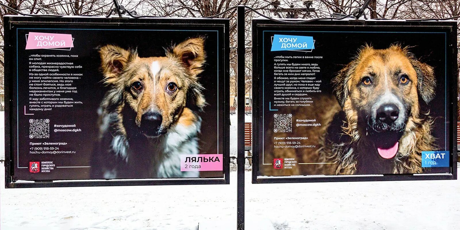 Выставка животных из приюта Москва. Выставка бездомных животных в Москве. Фотовыставка собак. Выставки приютских собак в Москве.