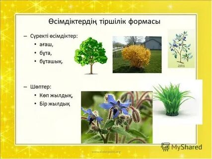 Дикті бірінші рет сору