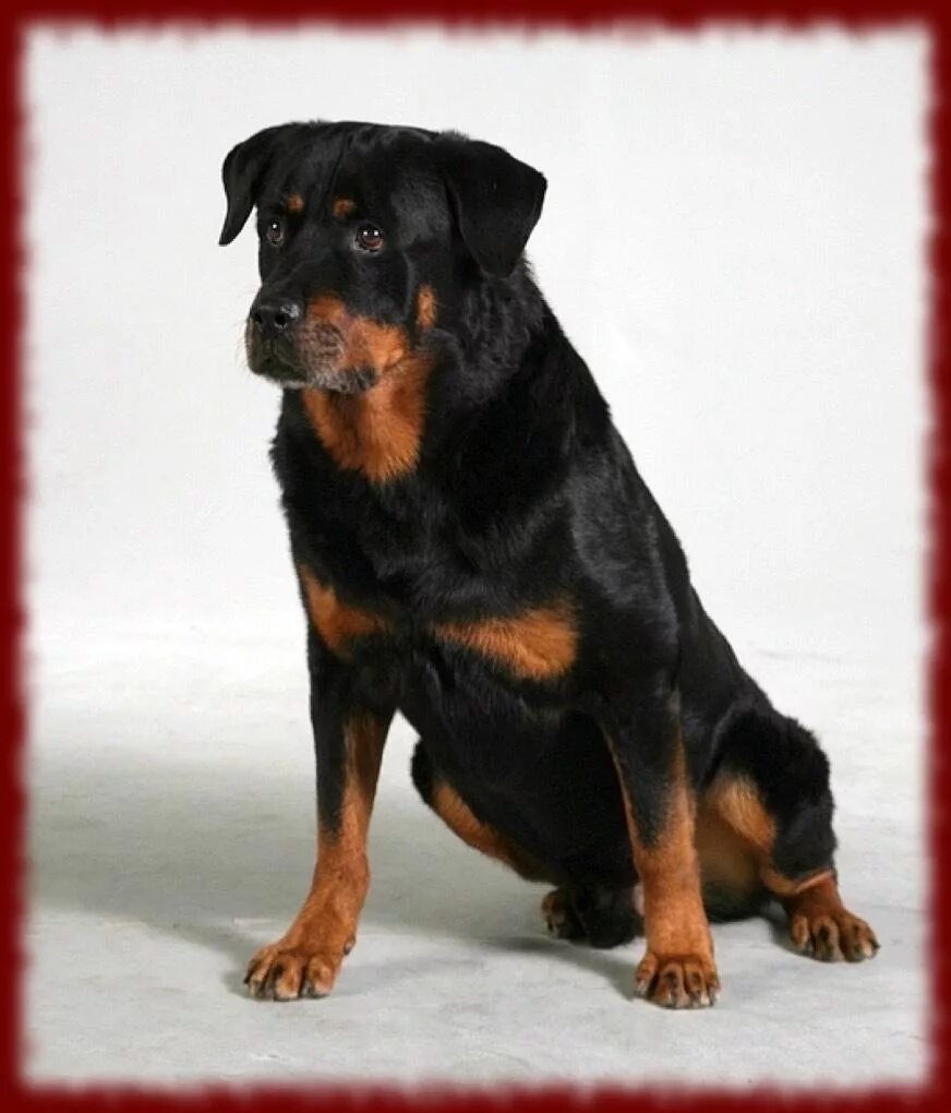 Ротвейлер бьюдель. Порода собак ротвейлер. Сколько живут ротвейлеры. Ротвейлер и доберман. Собака ротвейлер.