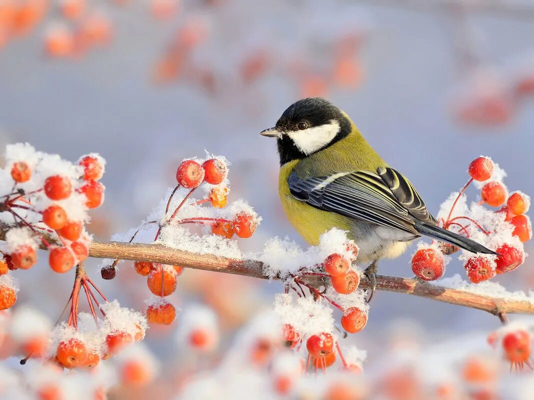 птицы в зимнем саду. зимние птицы. синица зимой. красивые птицы зимой. птицы в зимнем саду.