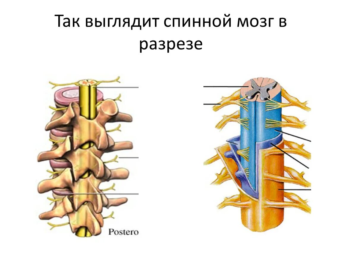 Центральный спинномозговой канал. Спинной мозг. Строение спинного мозга. Центральный канал спинного мозга.