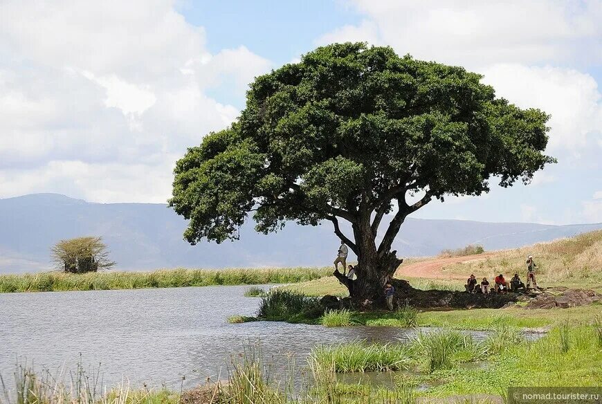 Аруша Танзания. Смоковница дерево Африка. Африканская смоковница. Инжир в Африке.