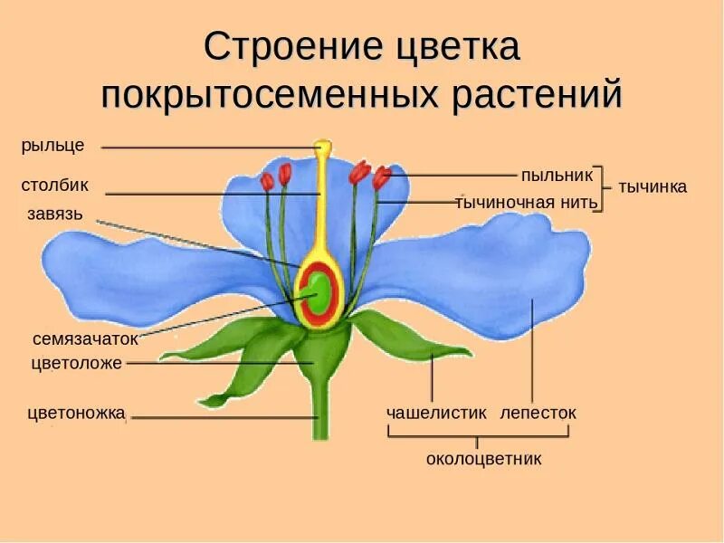 Покрытосеменные имеют органы. Схема строения цветка покрытосеменных. Внешнее строение цветка покрытосеменных. Строение цветка покрытосеменных растений. Строение цветковых покрытосеменных растений.