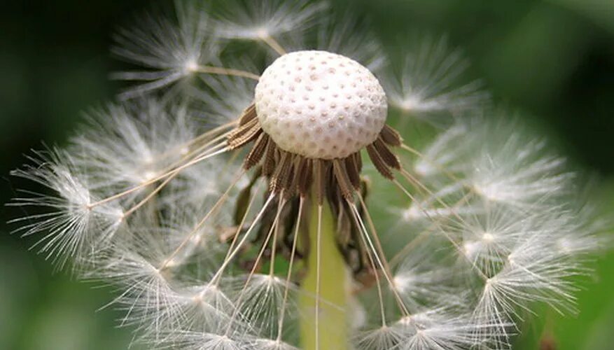 4 любых растений. растительные обои. красивые зеленые растения. 4 любых растений. фон растения.