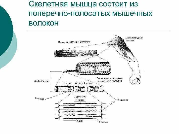 Скелетная поперечно полосатая мускулатура состоит из. Триада поперечно полосатого мышечного волокна. Синтетический аппарат поперечнополосатого мышечного волокна. Строение поперечно полосатого мышечного волокна. Скелетная мышца состоит из.