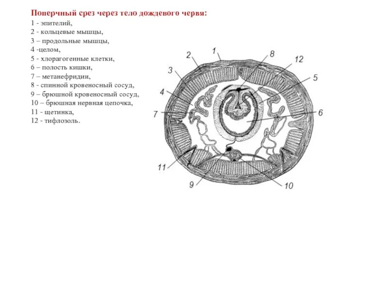 Кольцевой слой. Схема поперечного разреза кольчатого червя. Поперечный срез кольчатого червя схема. Поперечный разрез тела дождевого червя схема. Поперечный разрез дождевого червя рисунок.
