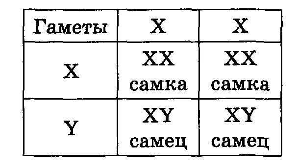 Половые хромосомы петуха