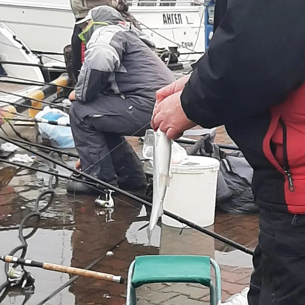 Сочи форель уплыла. Форель сочи ушла в море 2023. Китаец рыбак в порту. Форель сочи ушла в море 2023. Убежала форель в сочи.