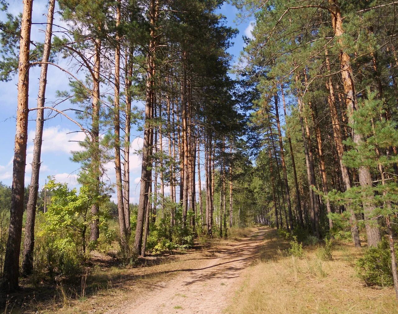сосновый лес солотча. сосновый рязань. сосновый рязань. сосновый бор рязань лес. тропа паустовского рязань солотча.