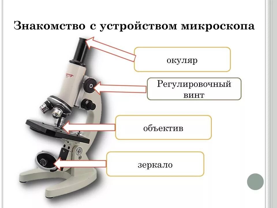 Строение микроскопа 5 класс биология лабораторная работа. Строение увеличительных приборов микроскоп. увеличительные приборы лупа и микроскоп 5 класс. строение лупы и микроскопа. биология 5 класс увеличительные приборы строение микроскопа.