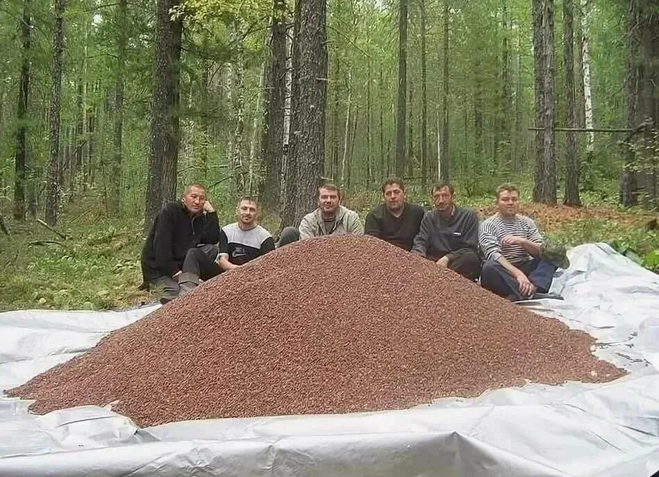 Кедровые шишки. Сбор кедровой шишки. Кедровые шишки. Когда собирать кедровые. Кедровый орех.