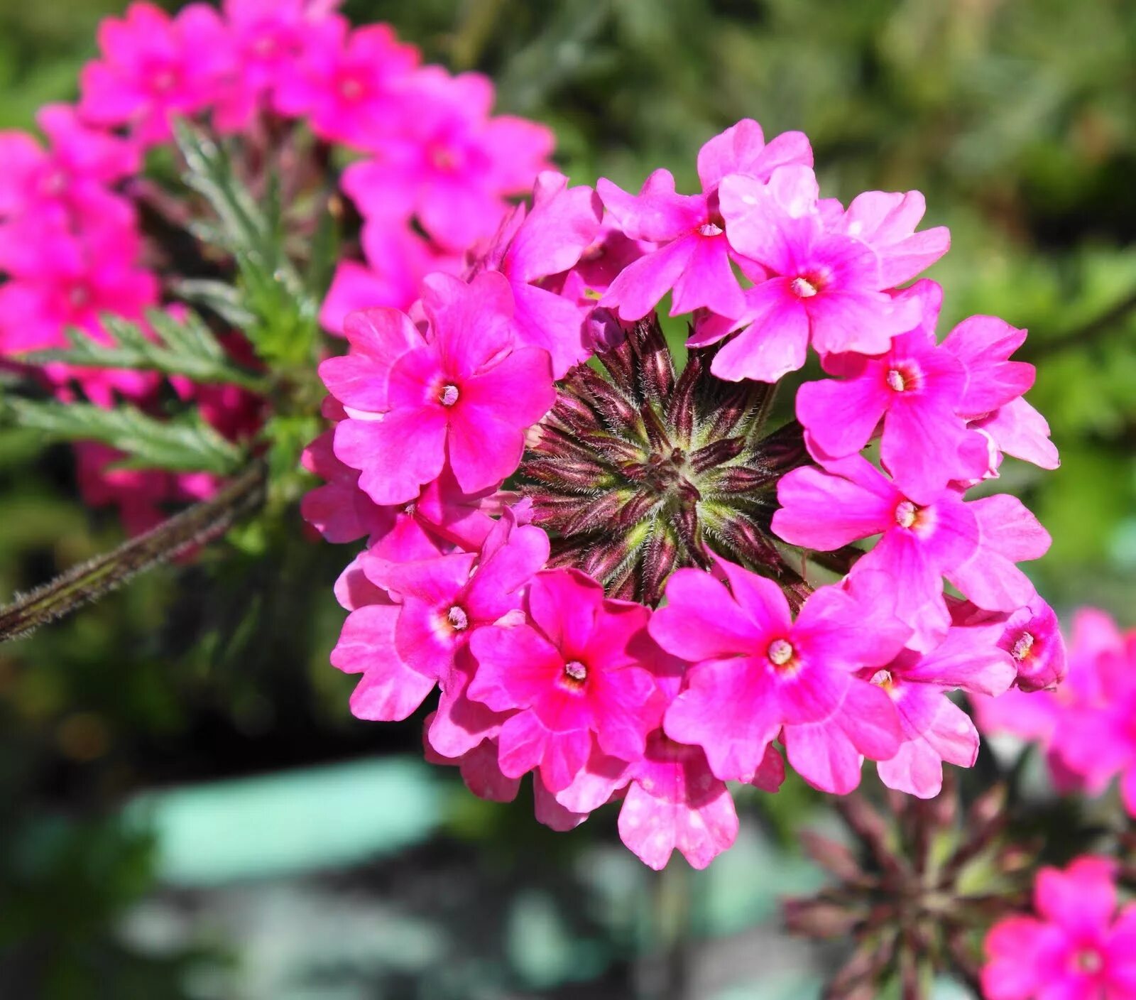 Вербена вегетативная. Вербена канадская. Вербена канадская (Verbena canadensis). Вербена Калифорнийская.