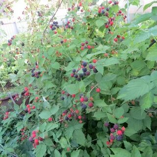 Кусты смородины малины
