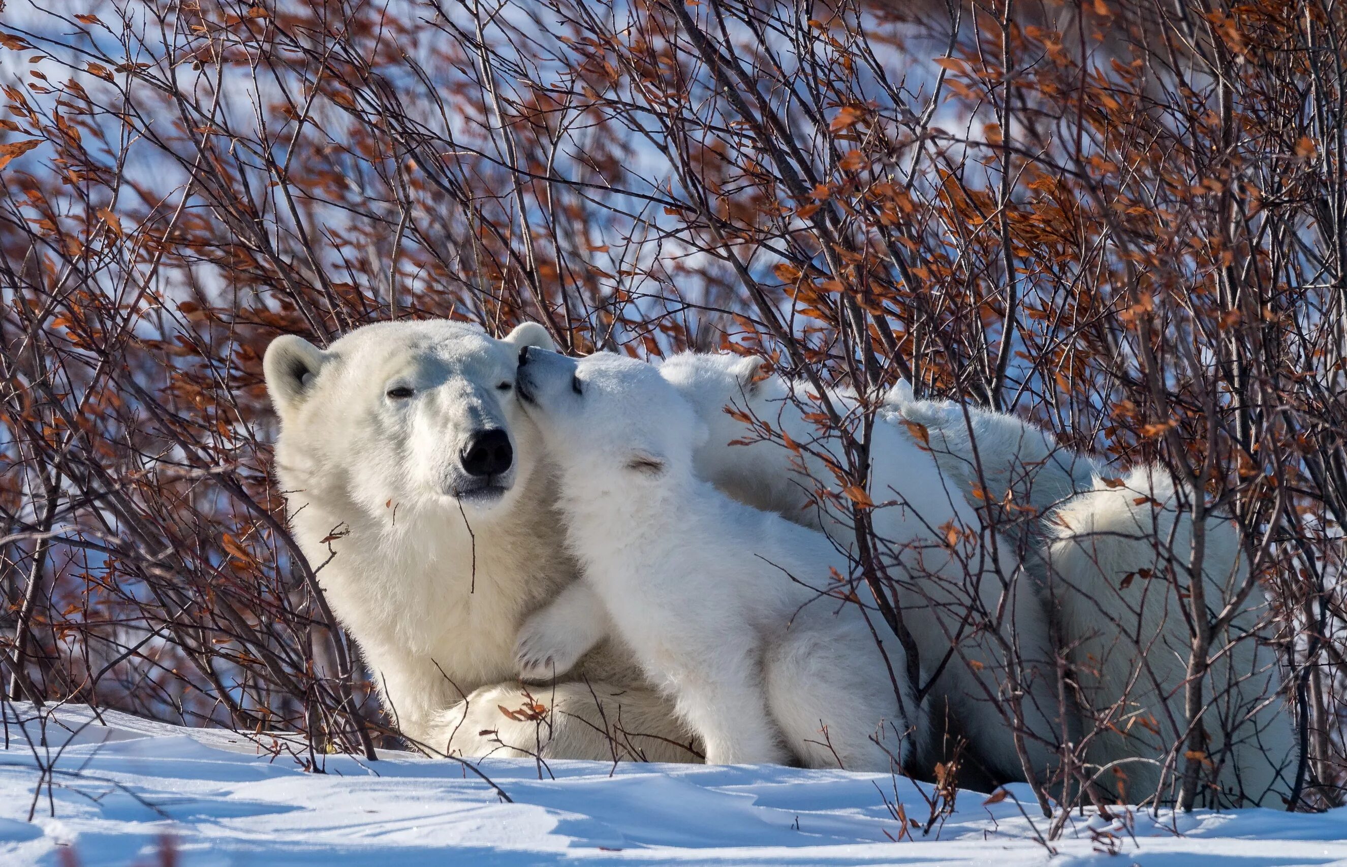 Зимние животные. Животные зимой. Звери зимой. Белый медведь.