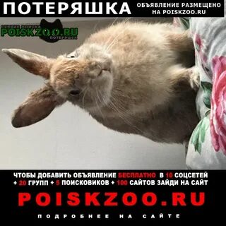 Животные мытищ