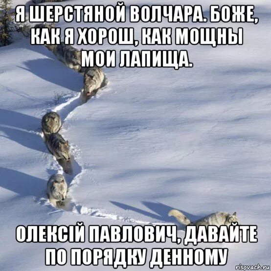 Боже как качала. Волк лапищи. шерстяной волчара. я шерстяной волчара мем. я шерстяной волчара боже как я хорош как мощны мои лапищи.