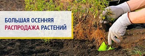 Распродажа растений