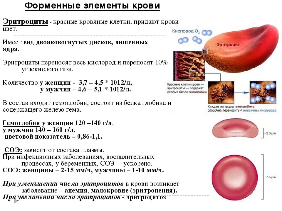 Эритроциты повышены в крови что это означает. Повышение количества эритроцитов в крови человека называется. Эритроциты количество в крови в объеме. Эритроциты красные клетки крови. Количество эритроцитов количество форменных элементов у человека.