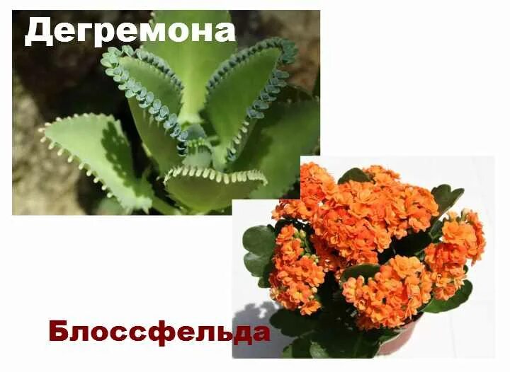 каланхоэ комнатное растение описание. растение каланхоэ лечебные свойства. каланхоэ польза и вред здоровью. каланхоэ полезные свойства комнатное растение. каланхоэ польза для здоровья.