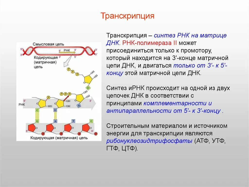 Синтез полипептида происходит. Транскрипция 3' РНК. Транскрипция ДНК смысловая цепь. Синтез РНК ферменты. Транскрипция РНК полимераза.