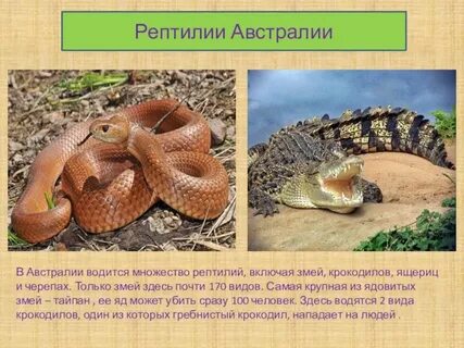 Природная зона пресмыкающихся