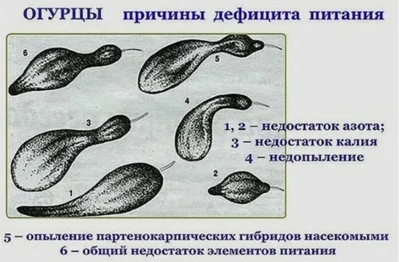 По форме огурца определить нехватку элементов питания. Формы огурцов при недостатке. Чего огурцам не хватает по форме плода определить. Недостаток питания на огурцах.