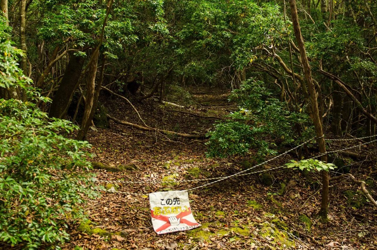 японский лес самоубийц аокигахара. лес самоубийц аокигахара. лес аокигахара. лес аокигахара самоубийства. лес аокигахара.