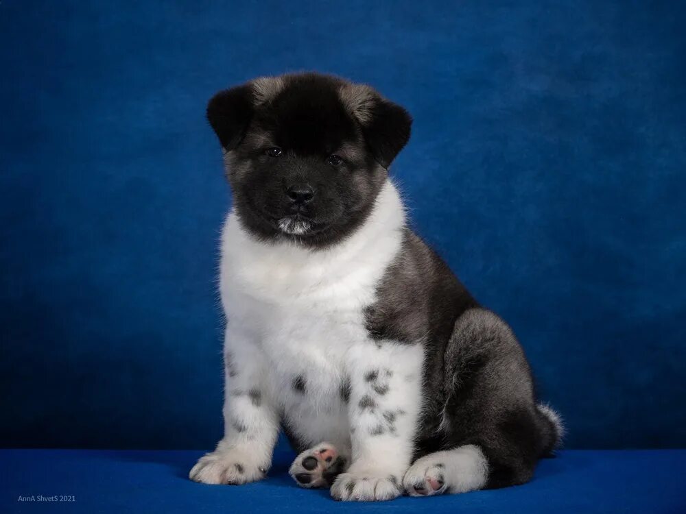 акита матаги. питомник американская акита ориент прайд. питомники щенков американского акиты в москве. питомники щенков американского акиты в москве. питомники щенков американского акиты в москве.