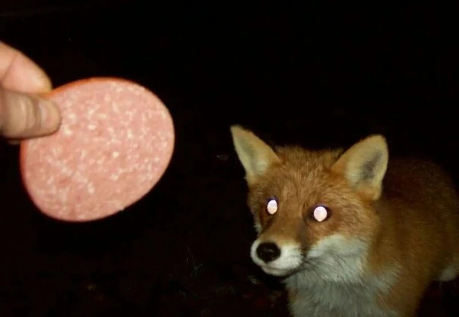 лиса. лиса с добычей. лиса ест. спящий лис. лиса ест клубнику.