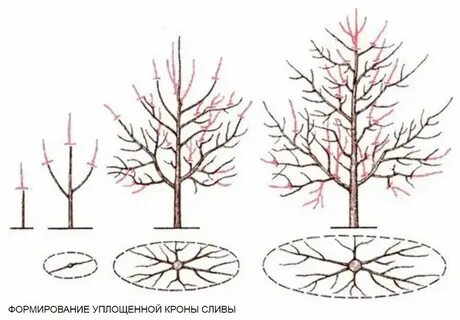 Формировка яблони