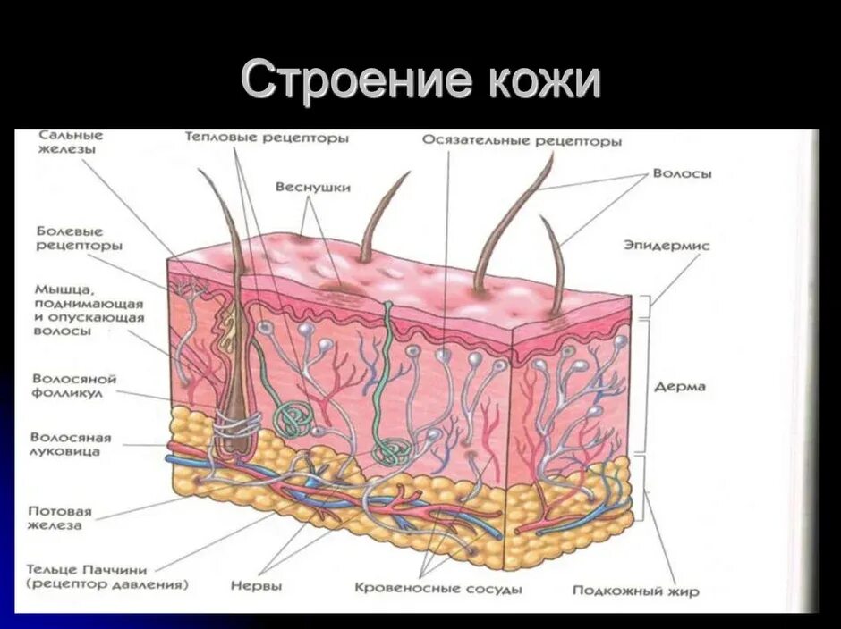 Эпидермис дерма подкожная клетчатка. Слой 1) эпидермис 2) дерма 3) гиподерма. Эпидермис 2) дерма 3) гиподерма. Функция дермы биология 8 класс. Кожа человека 8 класс биология