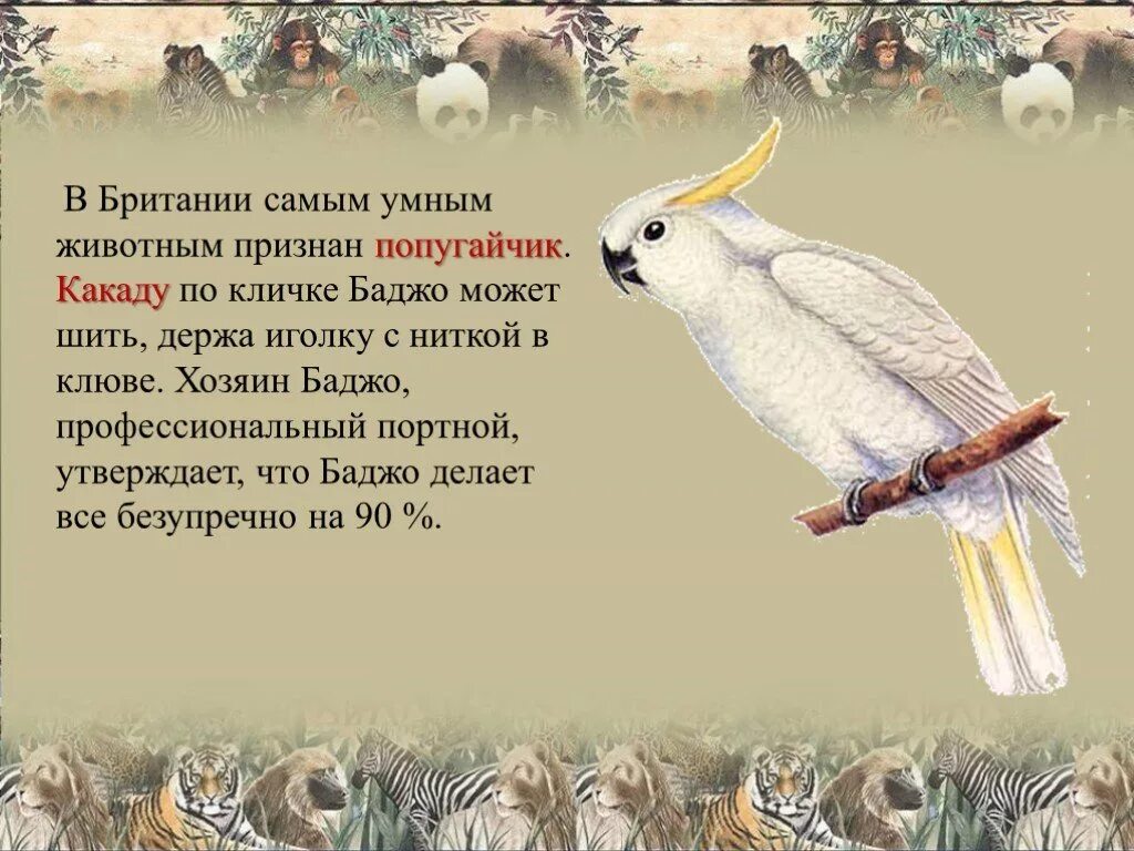 Найдите 3 мудрых зверей. Вывод по проекту 10 самых умных животных в мире. Проект самое умное животное.