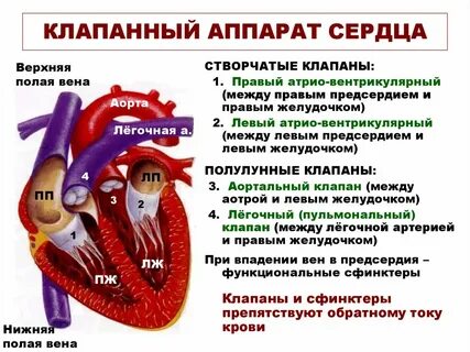 Русский язык языком сердца