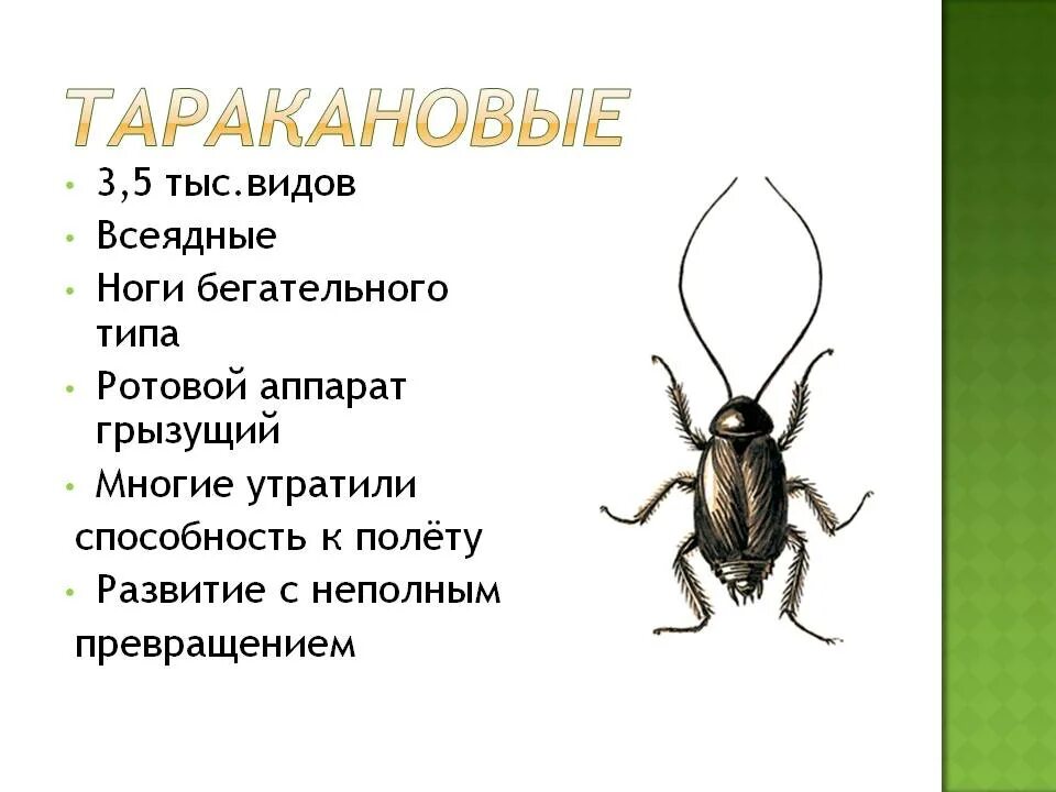 Отряд насекомых тип развития. Характеристика отряду тараканов. Отряд тараканы характеристика. Таракановые насекомые характеристики. Отряд Таракановые признаки отряда.