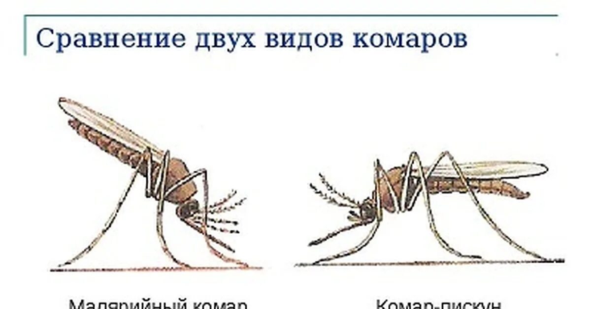 Какое развитие у малярийного комара. Малярийный комар строение. Малярийный комар анофелес. Самка комара анофелес. Комар обыкновенный Пискун.