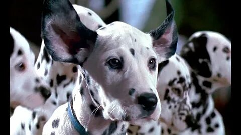 101 dalmatians mas vivos que nunca